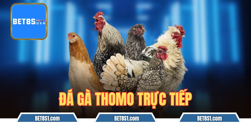 đá gà Thomo trực tiếp tại bet8s