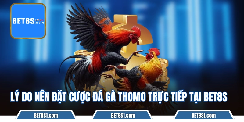Lý do nên đặt cược đá gà Thomo trực tiếp tại BET8S